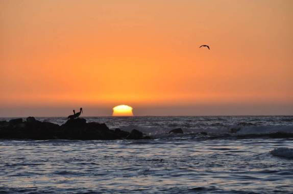 O pelicano, agora com uma namorada,  admira o sol se pôr 'quadrado' na praia de Totoralillo, na região de La Serena, no Chile